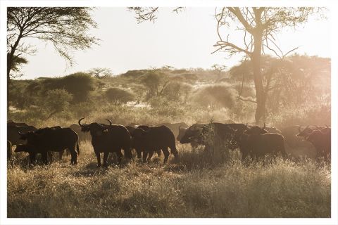 Ruaha, Tanzani for conde naste traveller uk